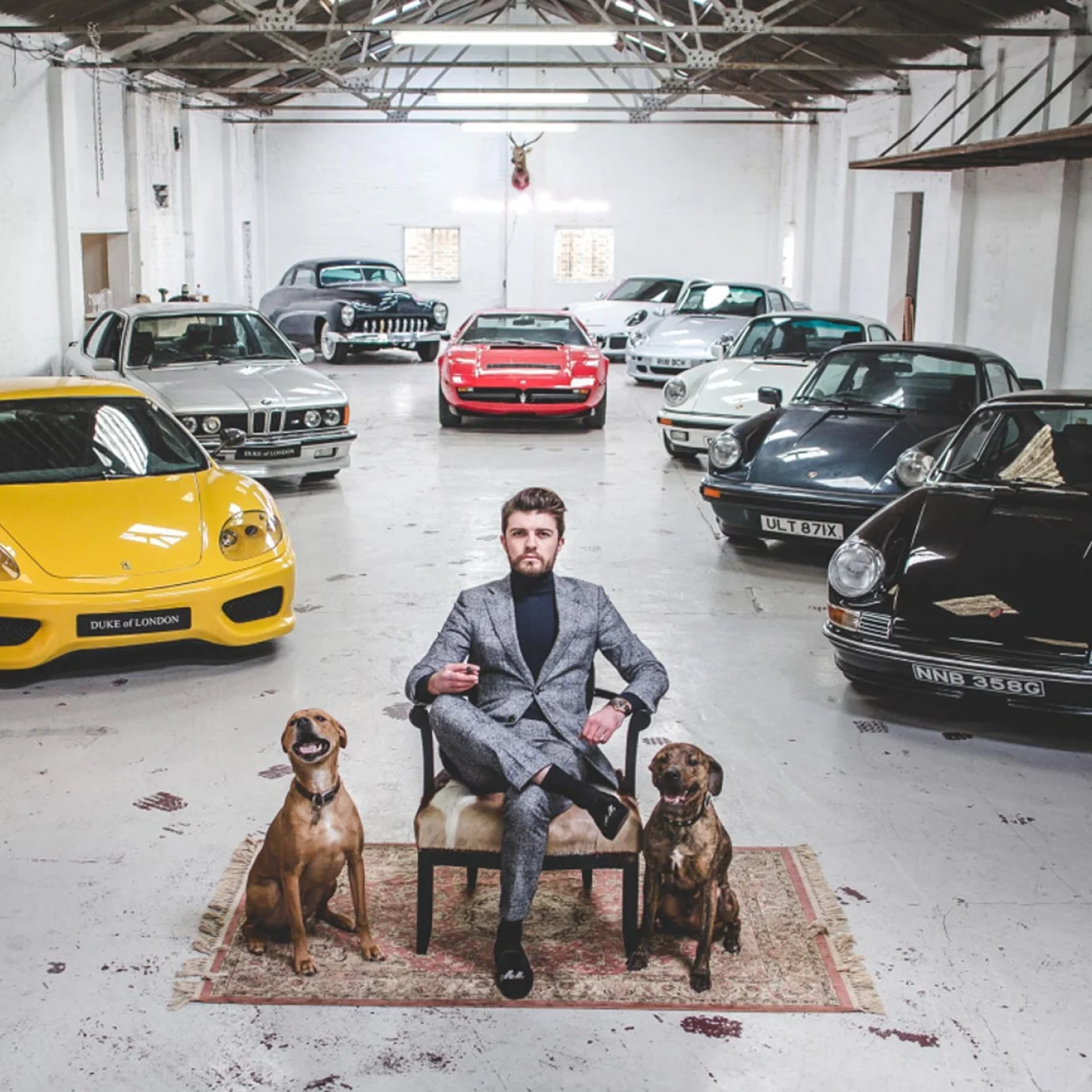 Duke of London - Merlin in Showroom with Dogs